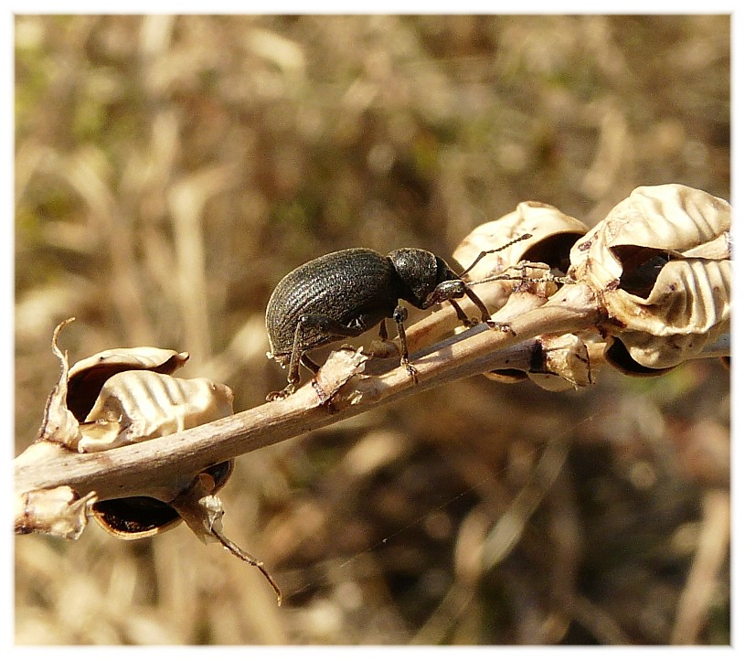 Otiorhynchus (Arammichnus) cfr. ferrarii